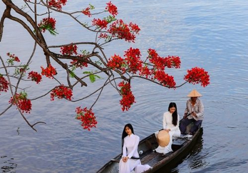 Flamboyant blooms paint the town red in Hue